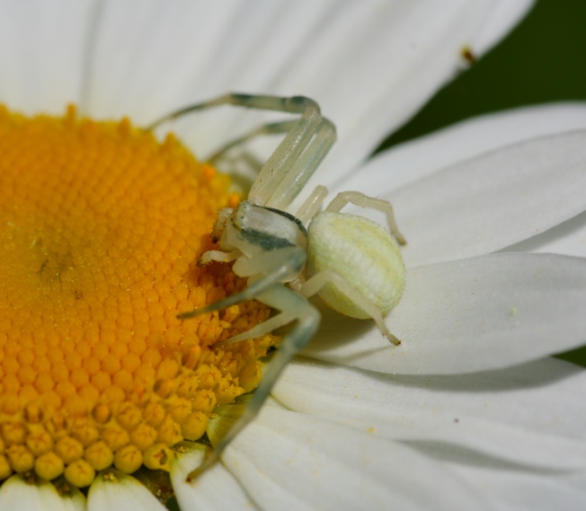 Misumena vatia